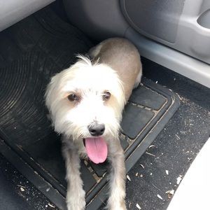 Meet your Posher, Trisha